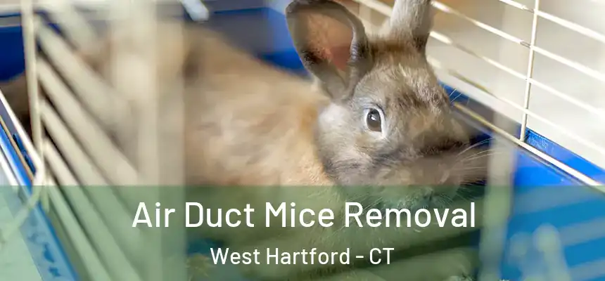 Air Duct Mice Removal West Hartford - CT